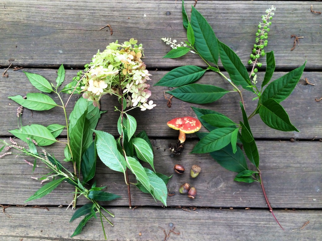 nature collection 1