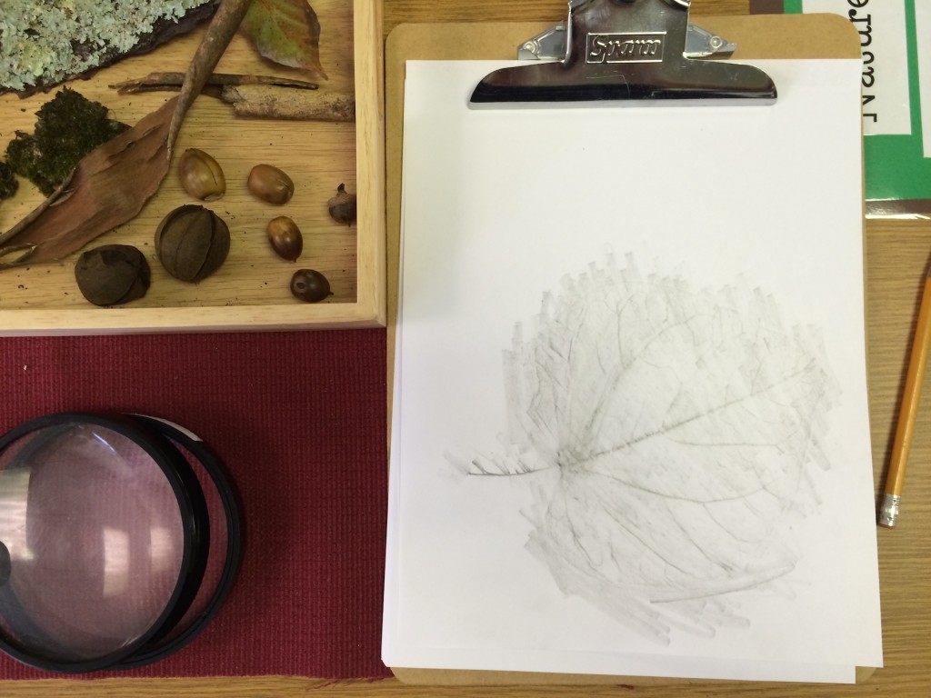Nature Center leaf rubbing
