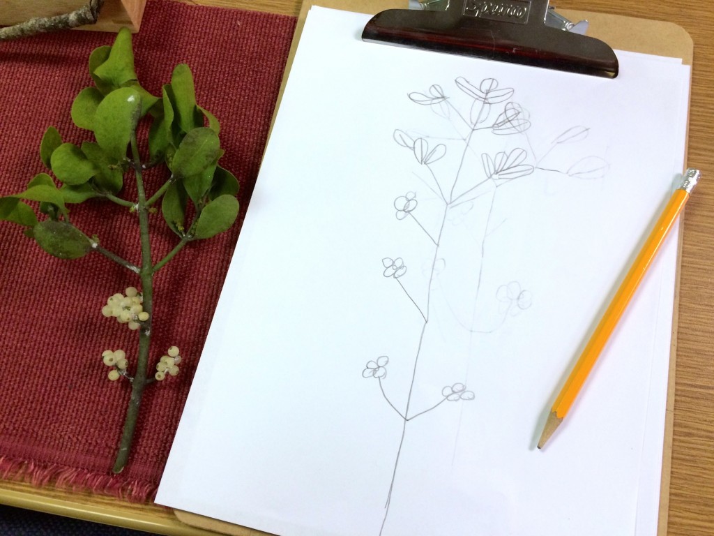 Mistletoe