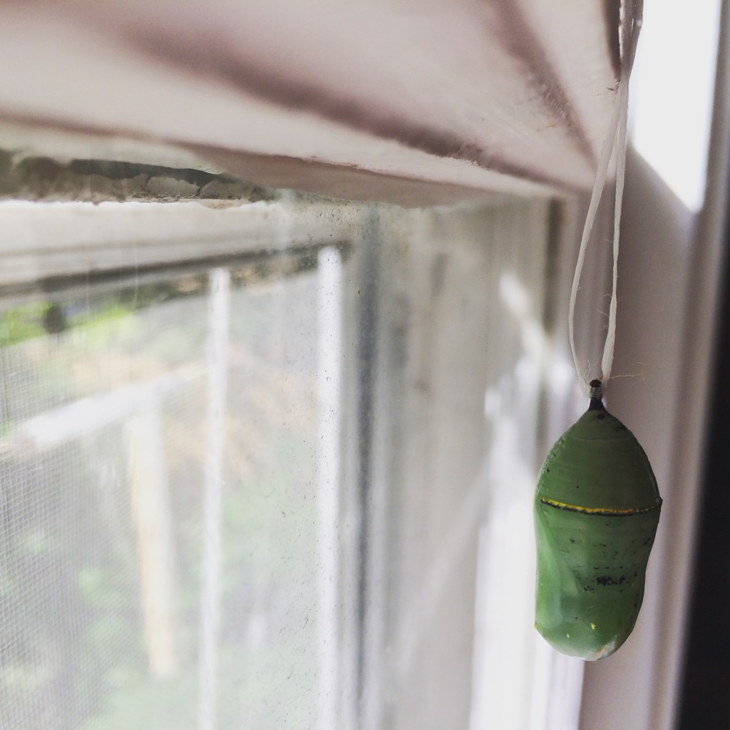 Monarch Chrysalis