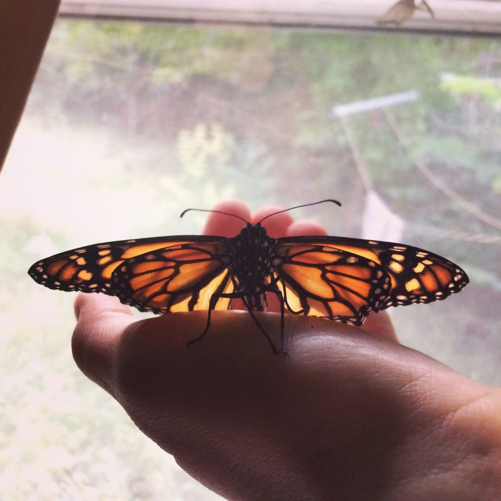 Sunday Transformation Moarch Butterfly