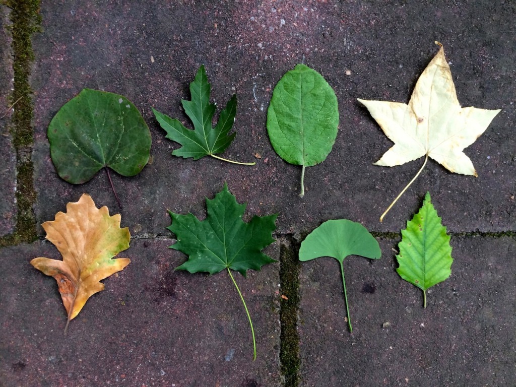 Tree Identification for Kids 1