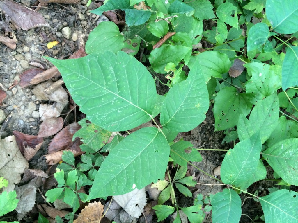 poison ivy