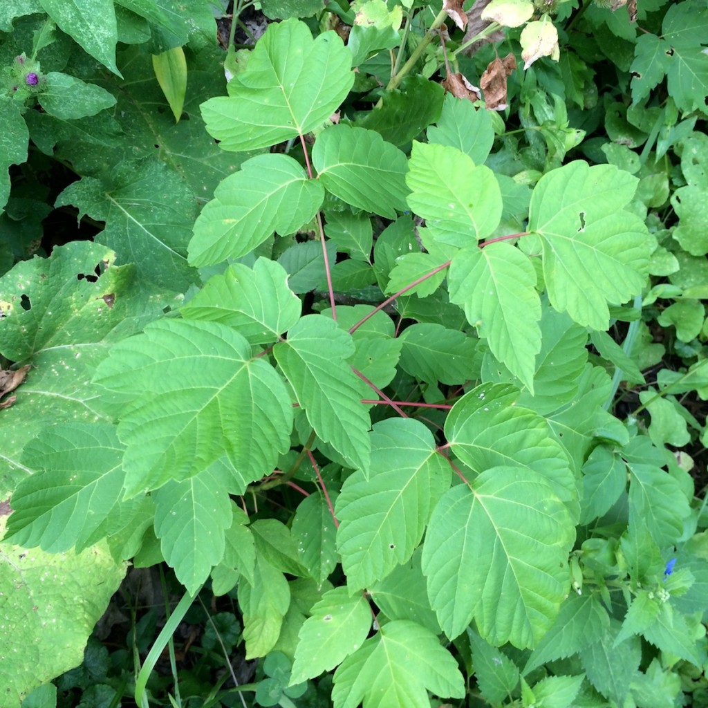 poison ivy identification