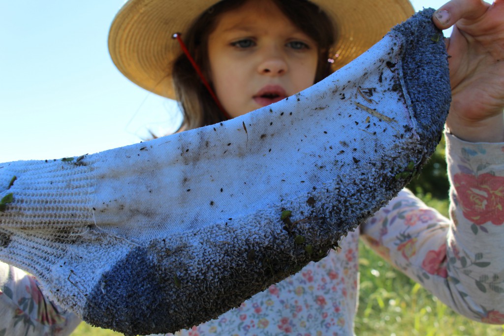 Take a sock walk this autumn for seed finding fun